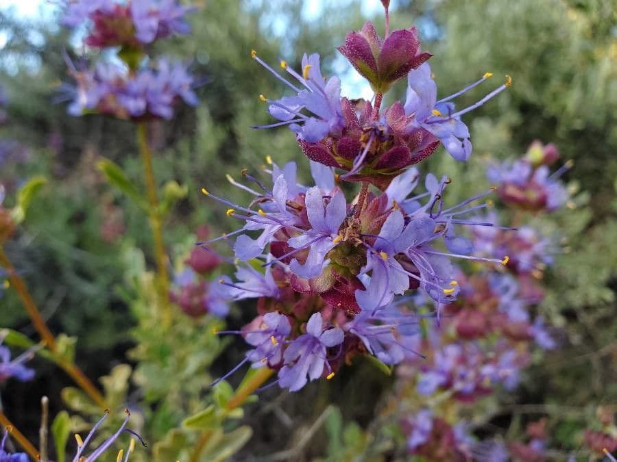 Salvia dorrii 4