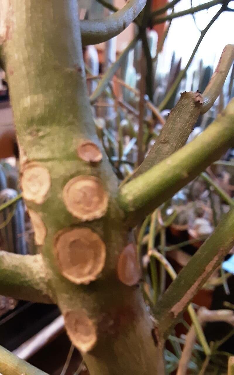 Euphorbe aphylla 16