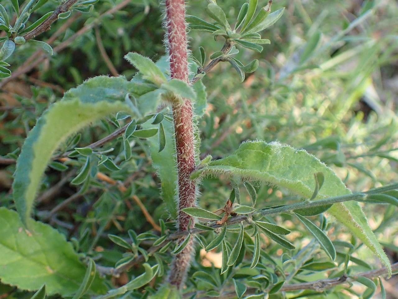 Canapetta 3