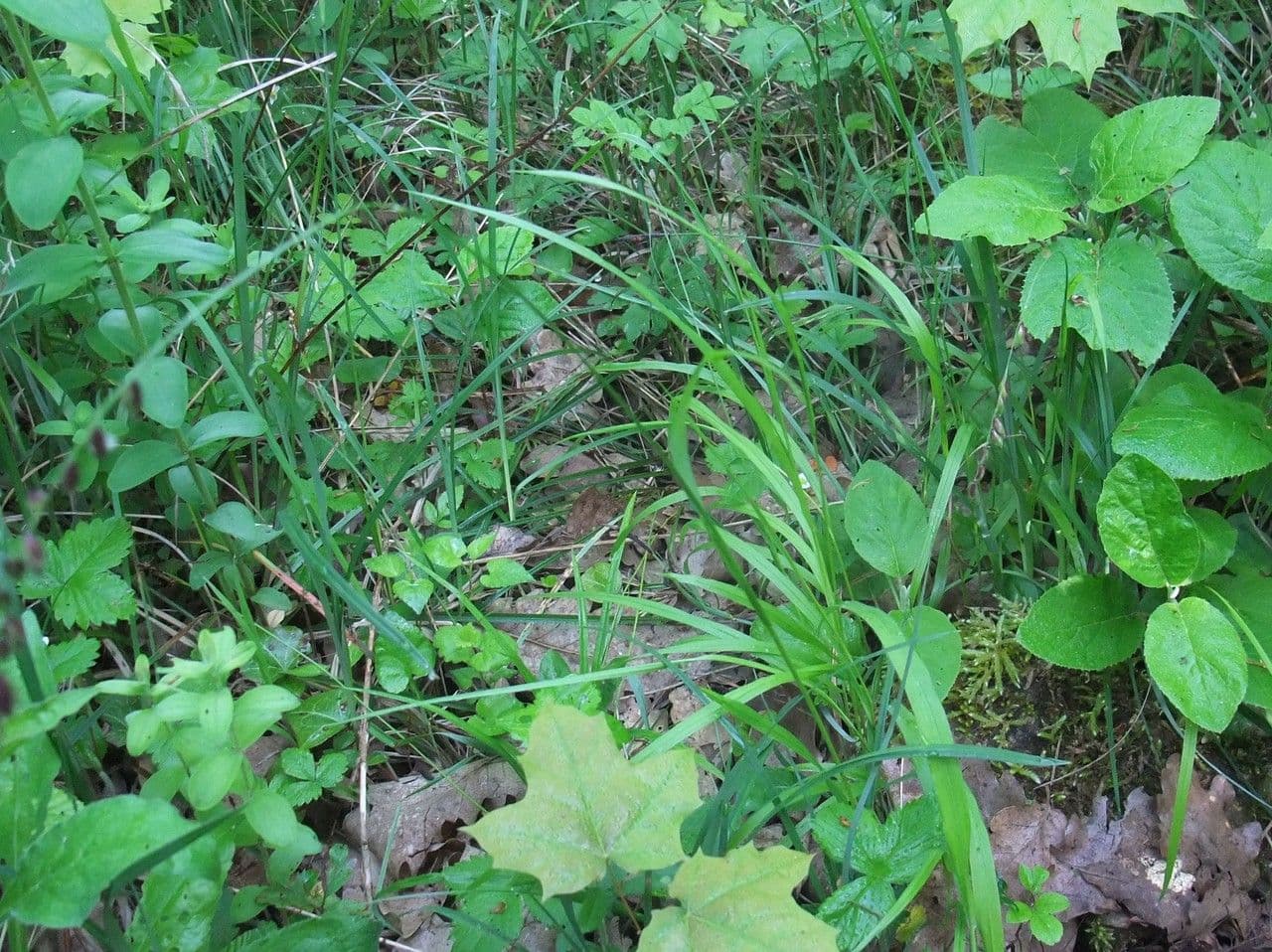 Erba perla pendula 13