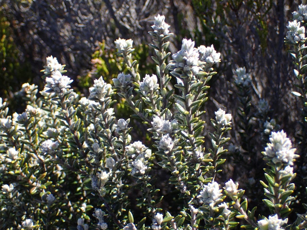Phylica 11