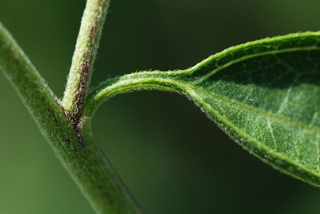 Brickellia eupatorioides 19