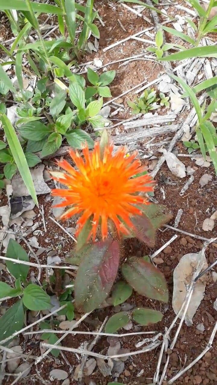 Gomphrena
