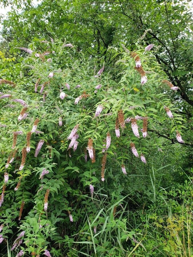 Buddleja 10