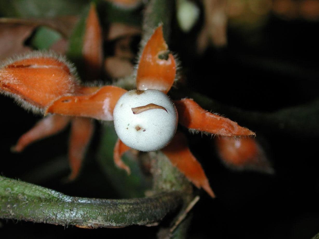 Besleria 5
