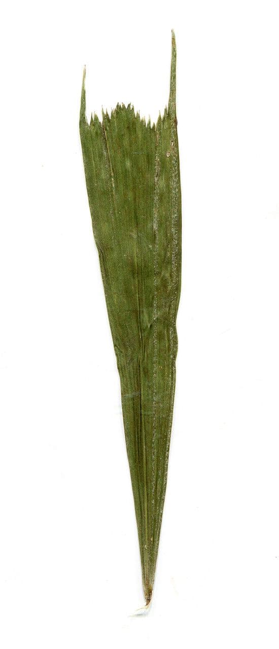 Palmier queue de poisson 30