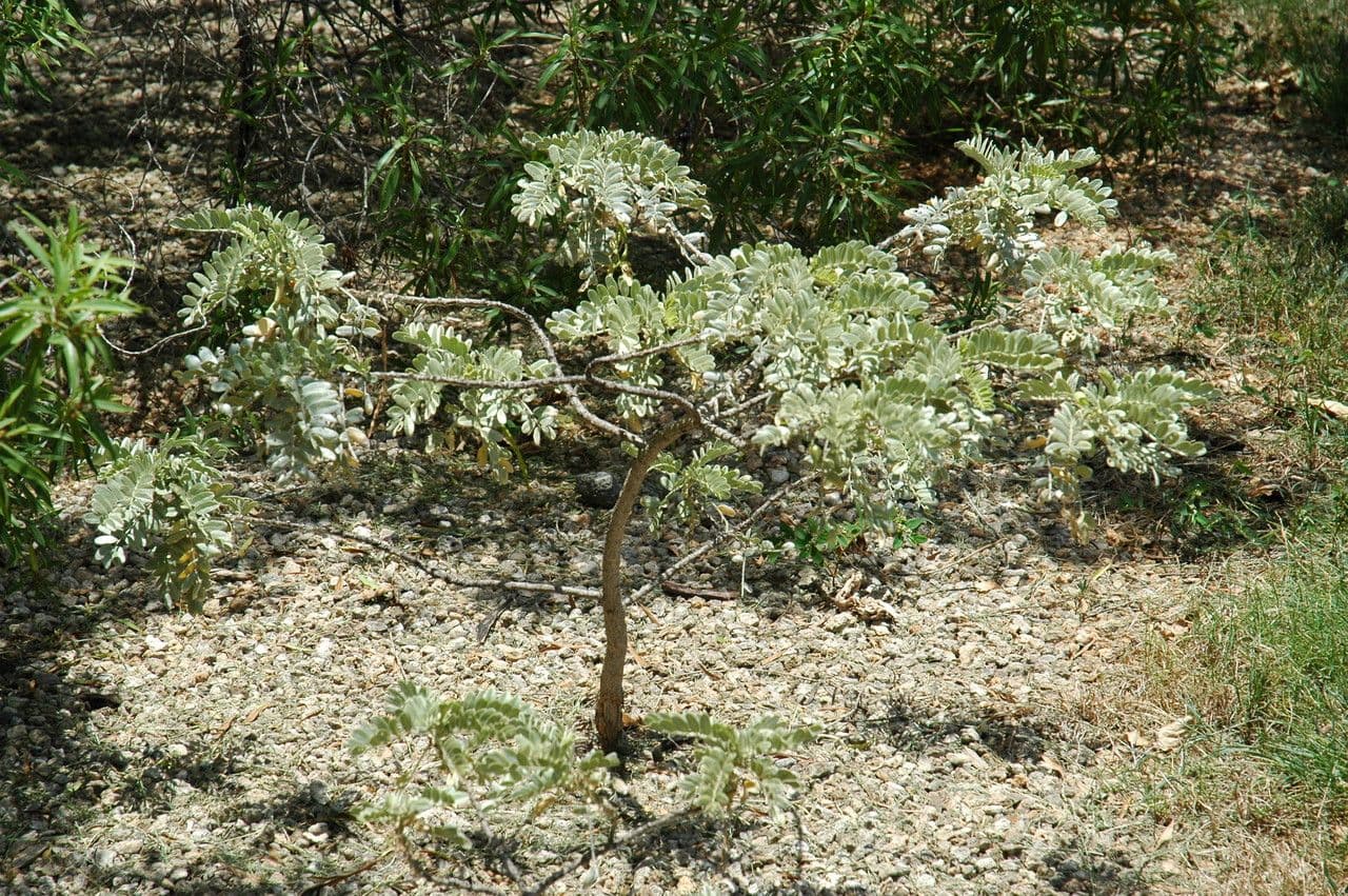 Sesbania tomentosa 3