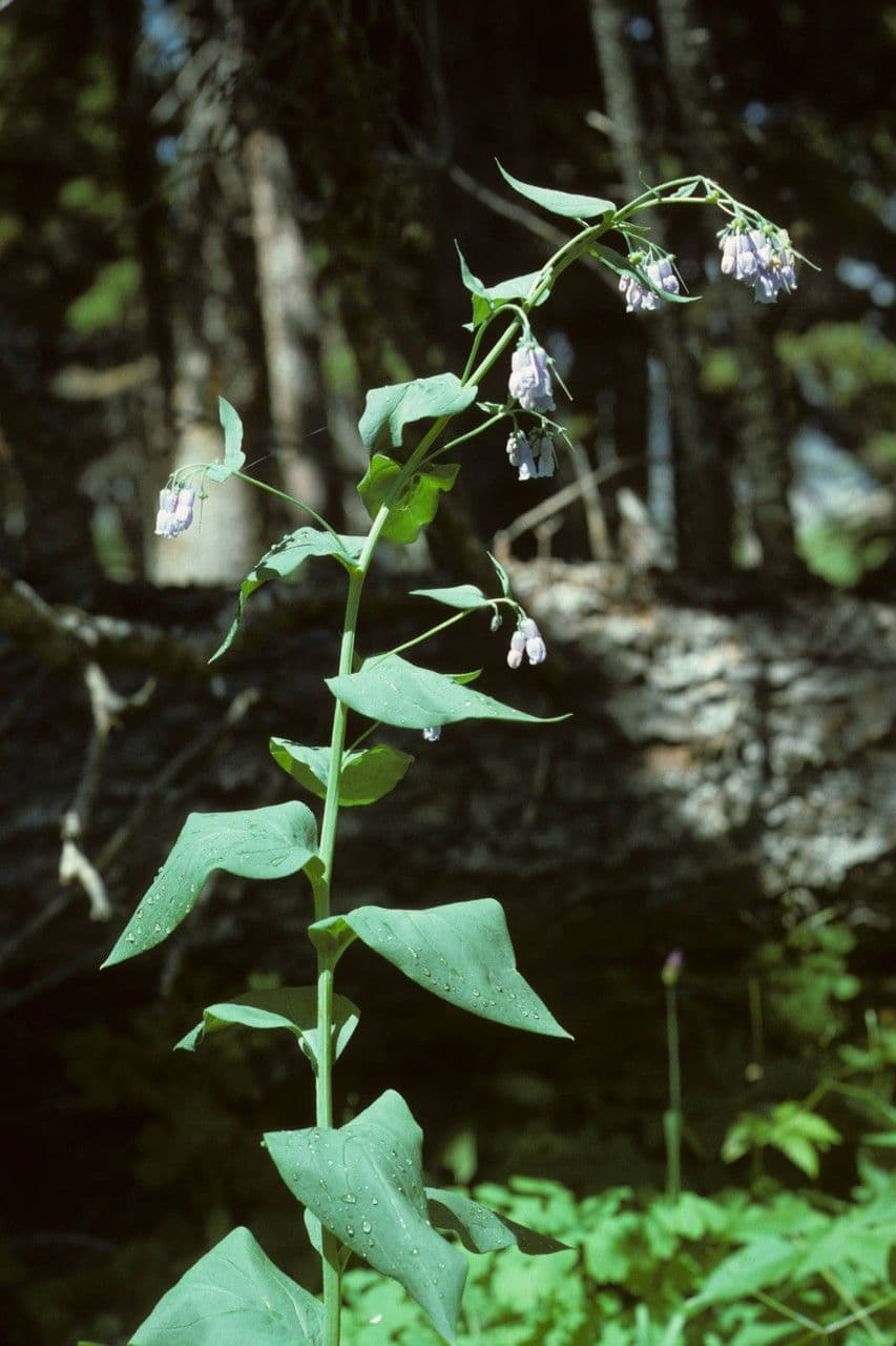 Mertensia ciliata 7