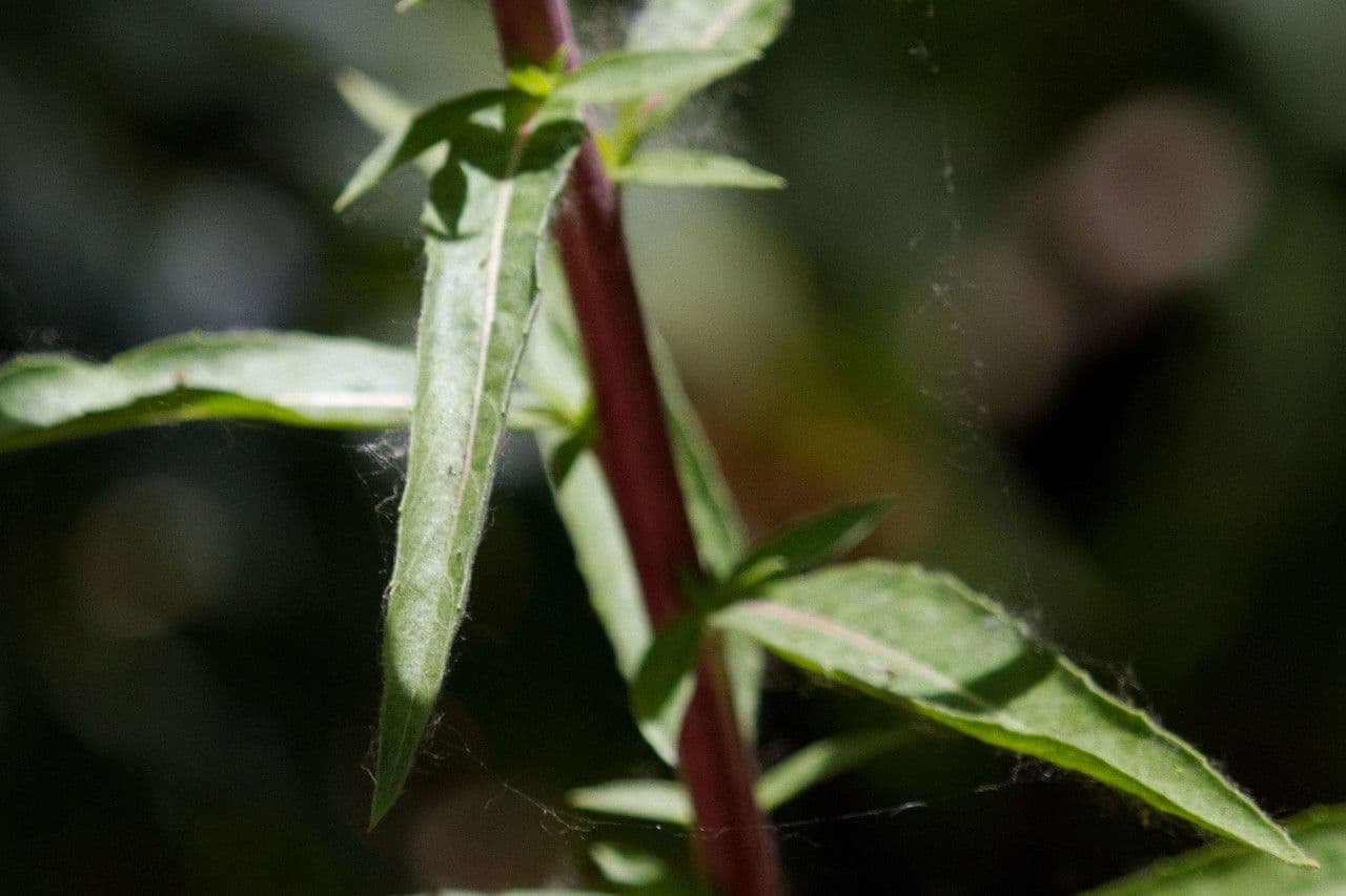 Pachnotka Hookera 20