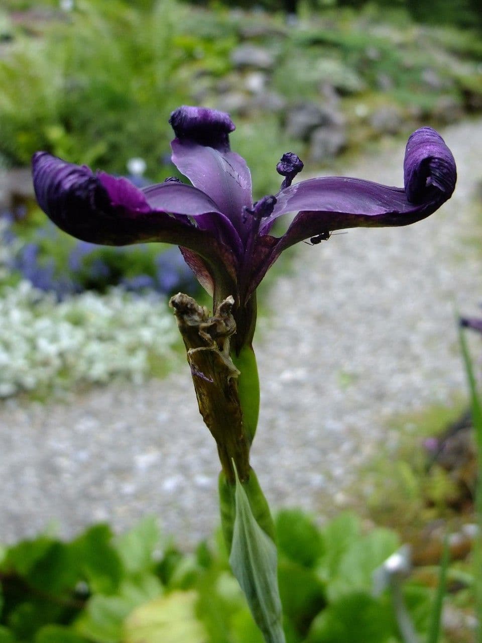 Iris à veines dorées 2
