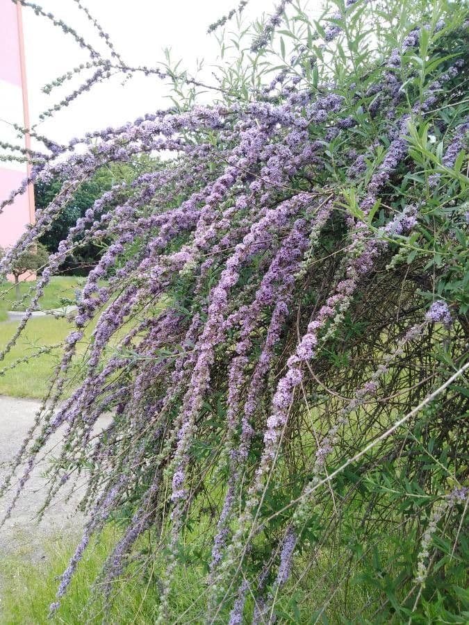 Buddleja 10