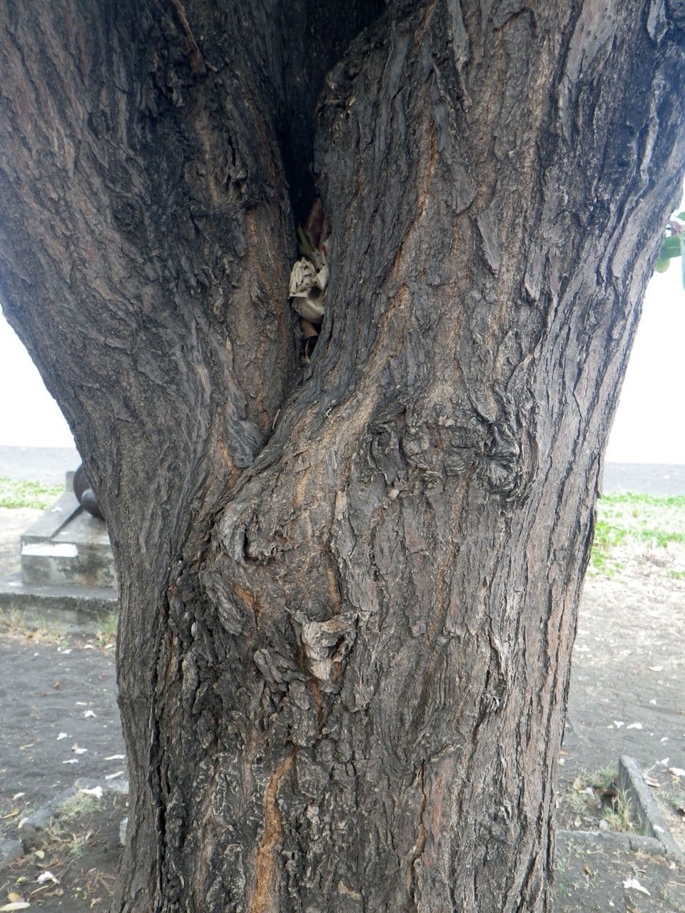 Tabebuia bledá 22