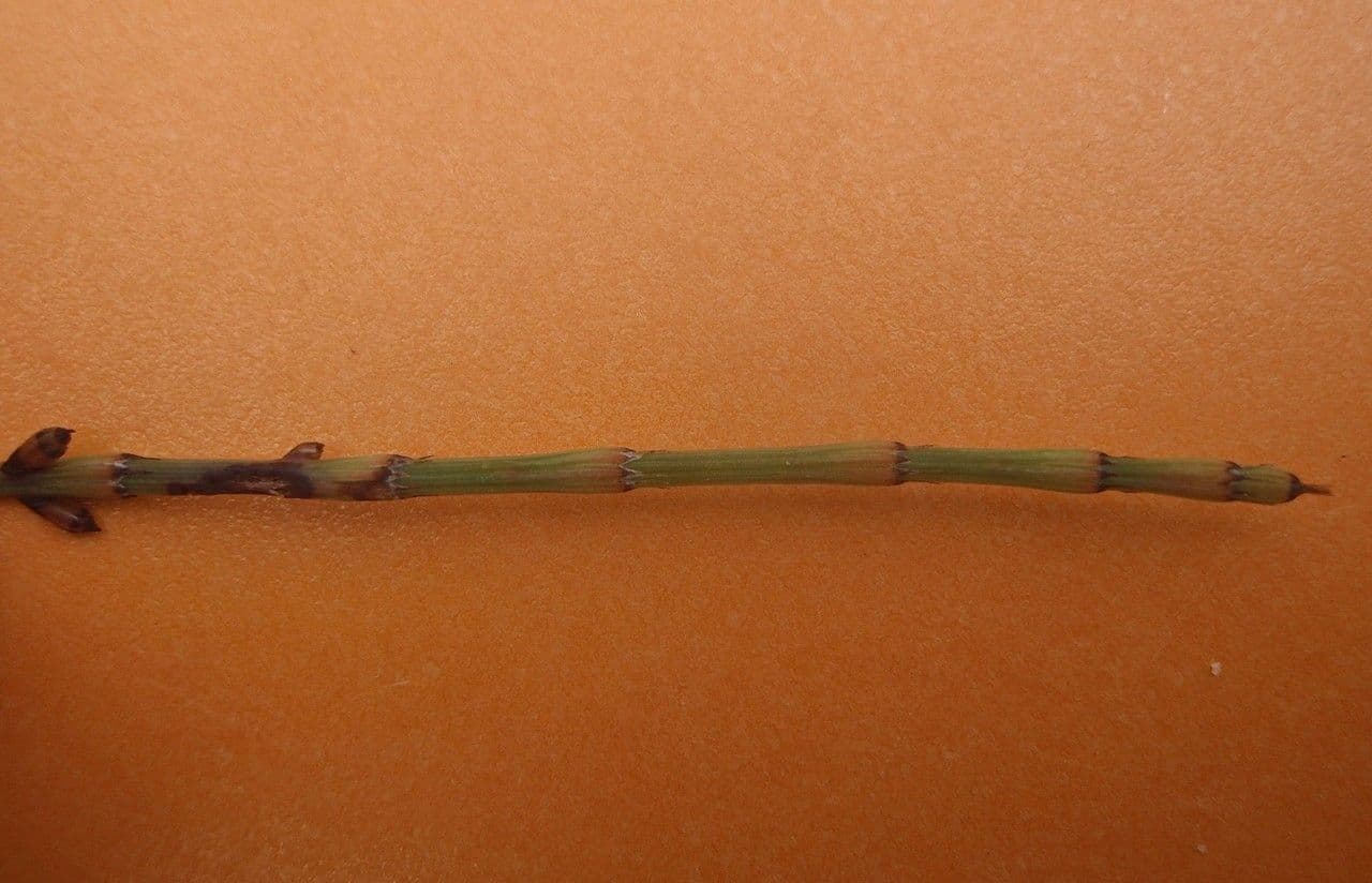 Prêle rameuse 30