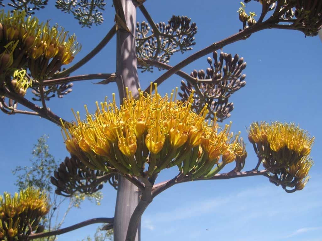 Agave di Parry 3