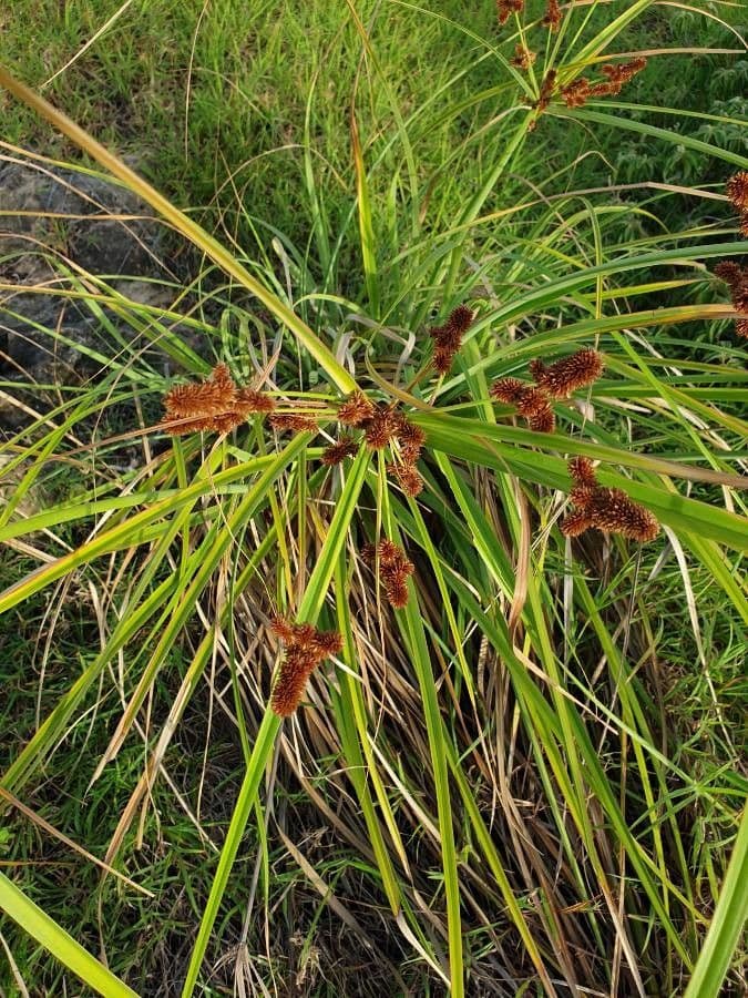 Zigolo ligulato 4