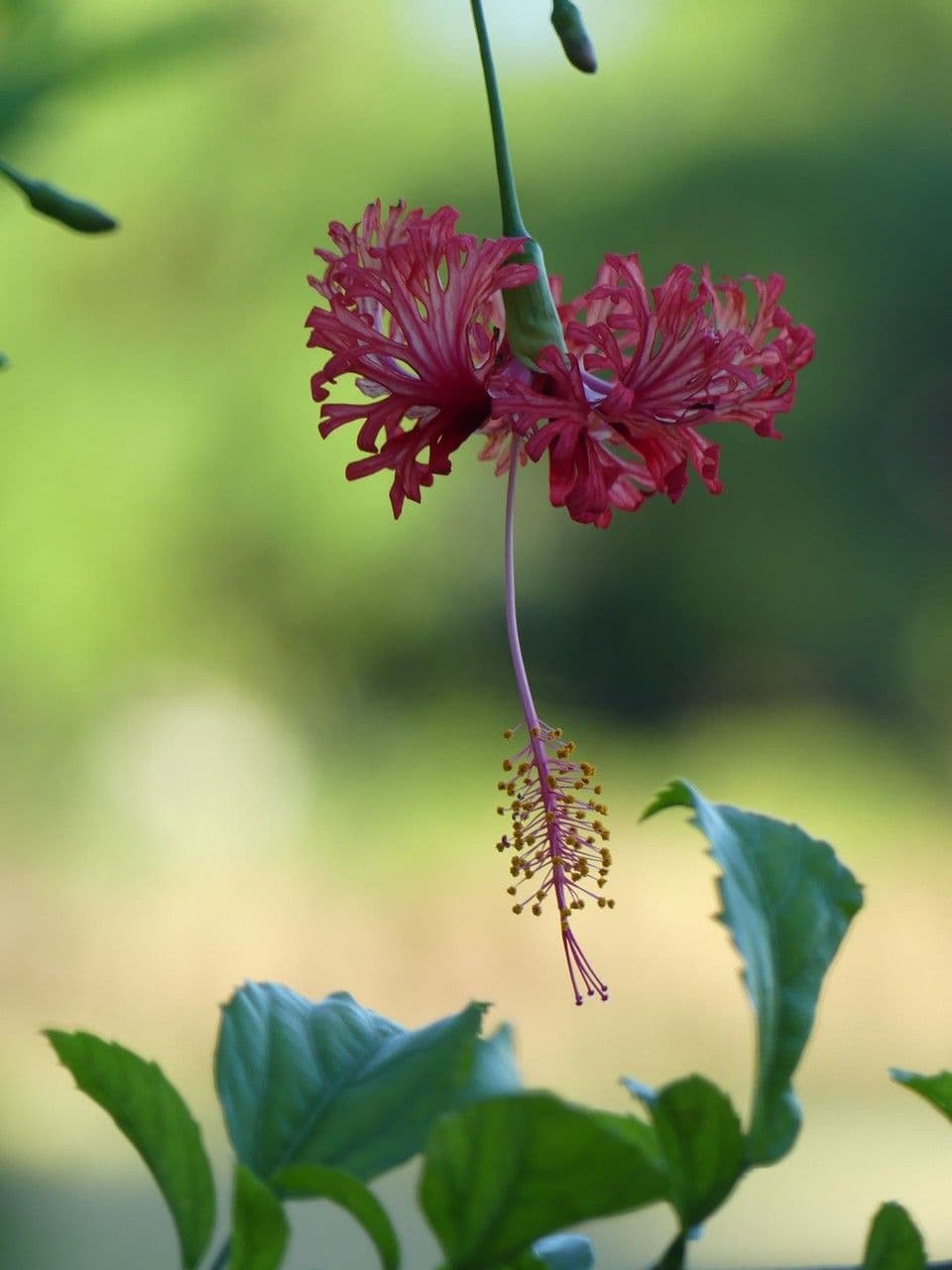 Hibiscus cispadanus 5
