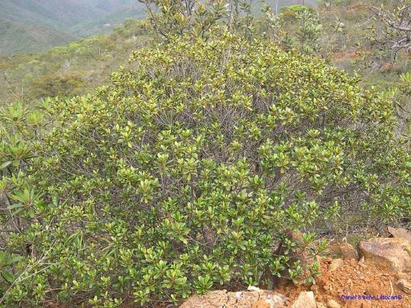 Solmsia calophylla 15