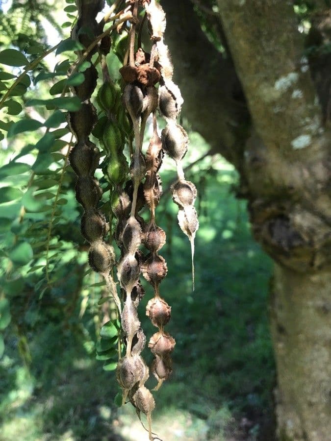 Sophora 4