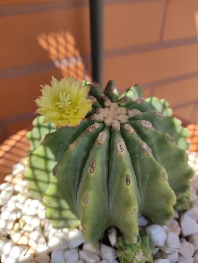 Cactus 6