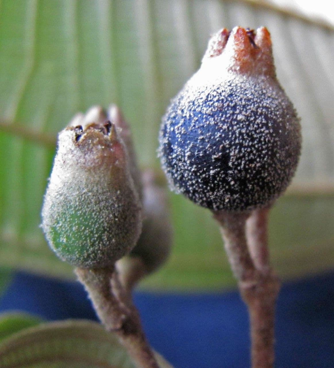 Miconia a dodici stami