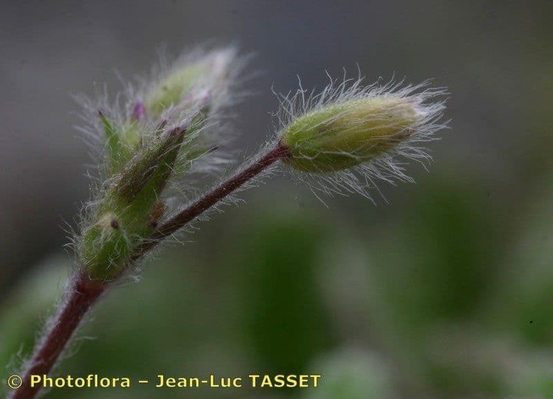 Bärtiges Hornkraut