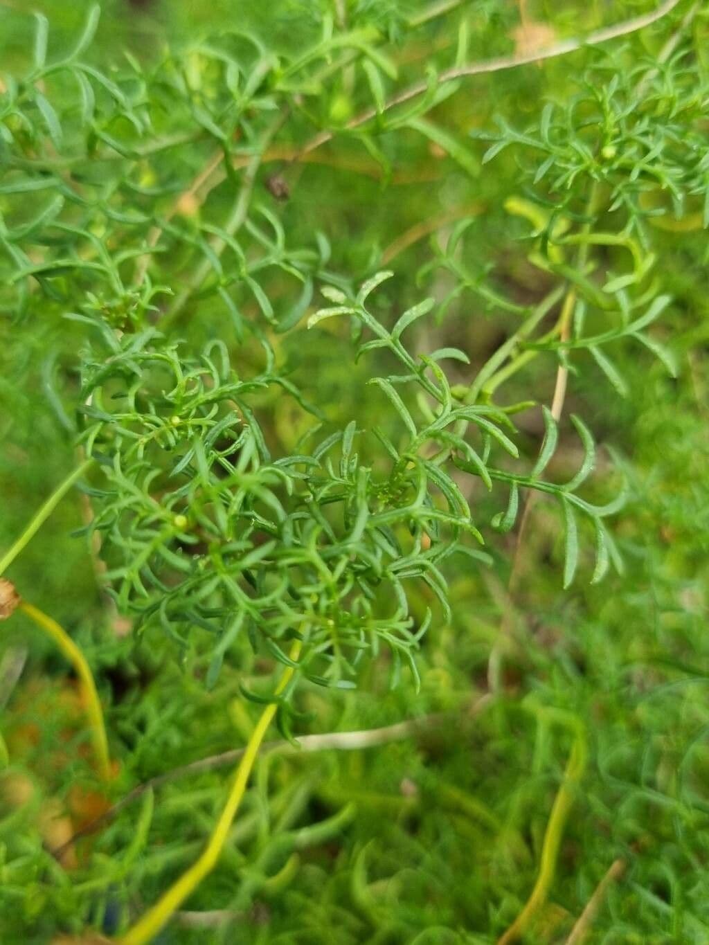 Brachyscome multifida 6