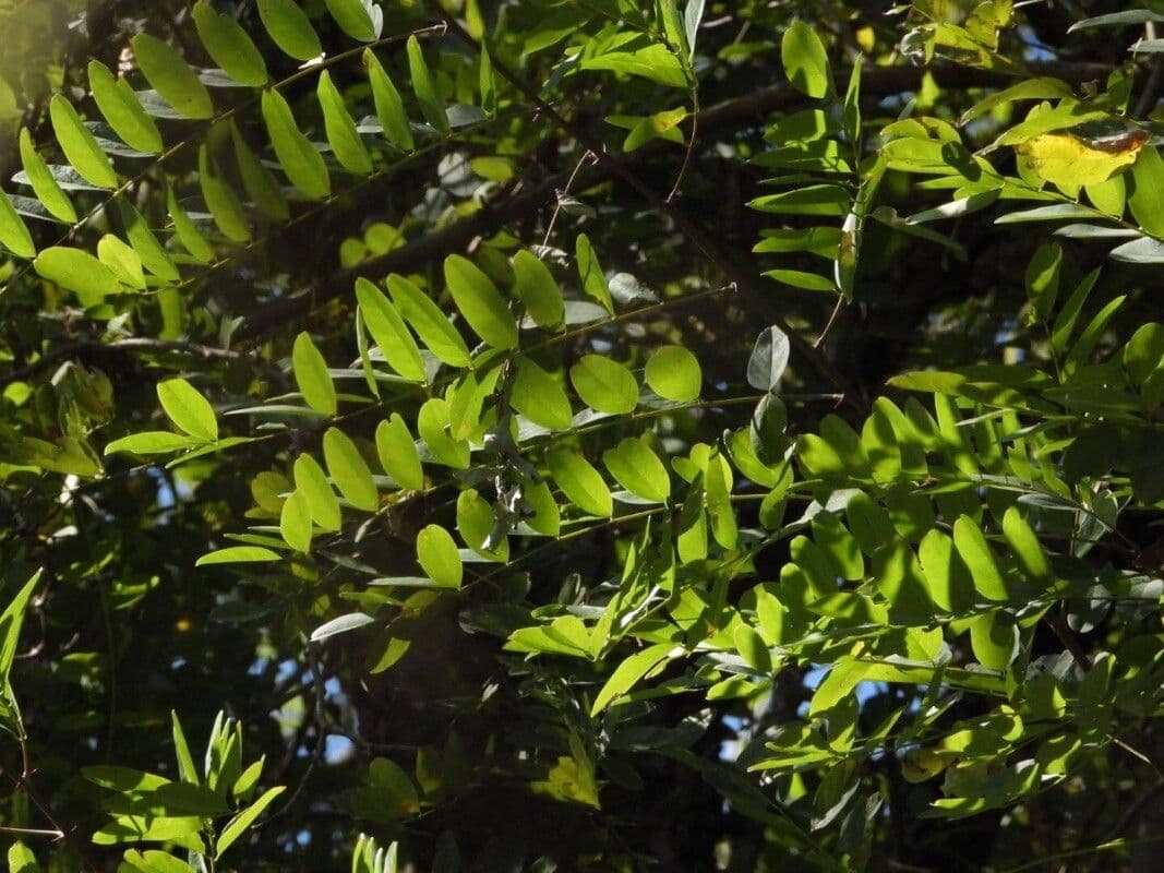 Gleditsia 6