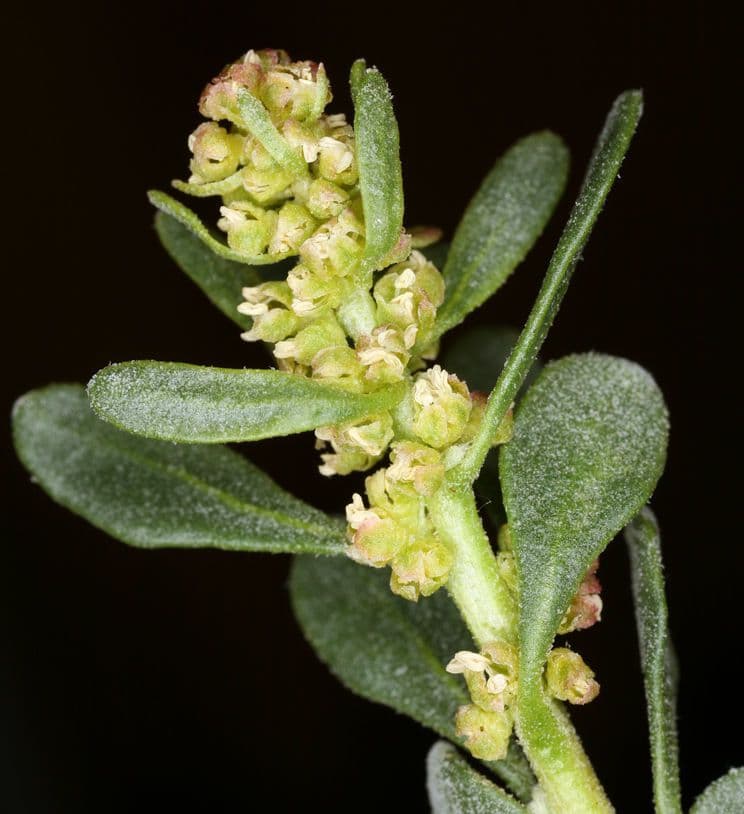 Grayia spinosa 7