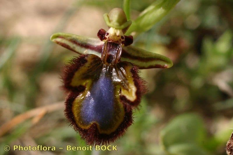 Ophrys speculum 23
