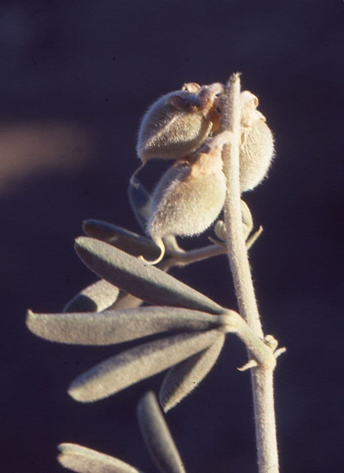 Hrozenec 2