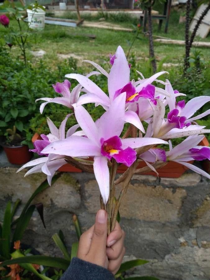 Orchidea