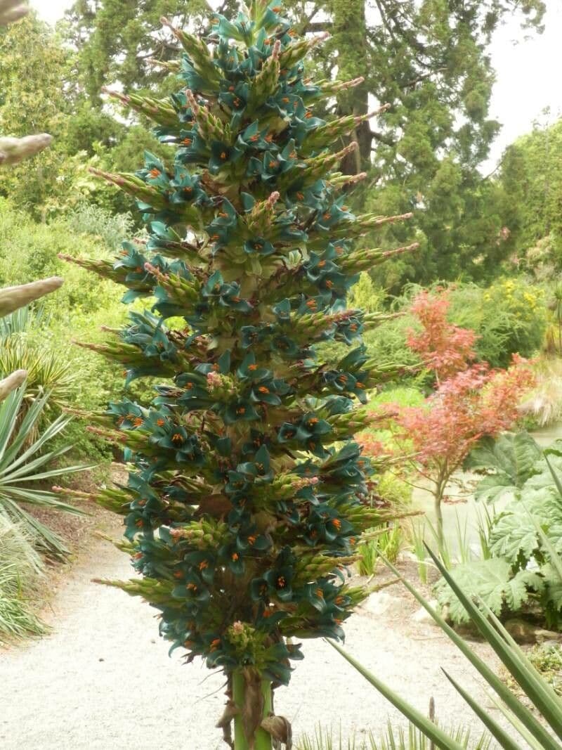 Puya 8