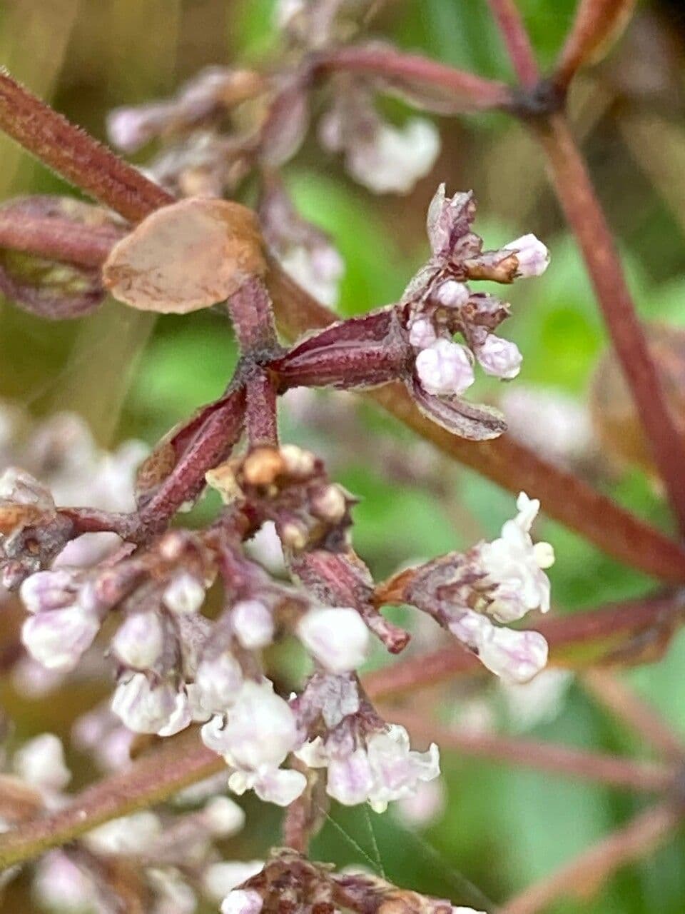 Valeriana 2
