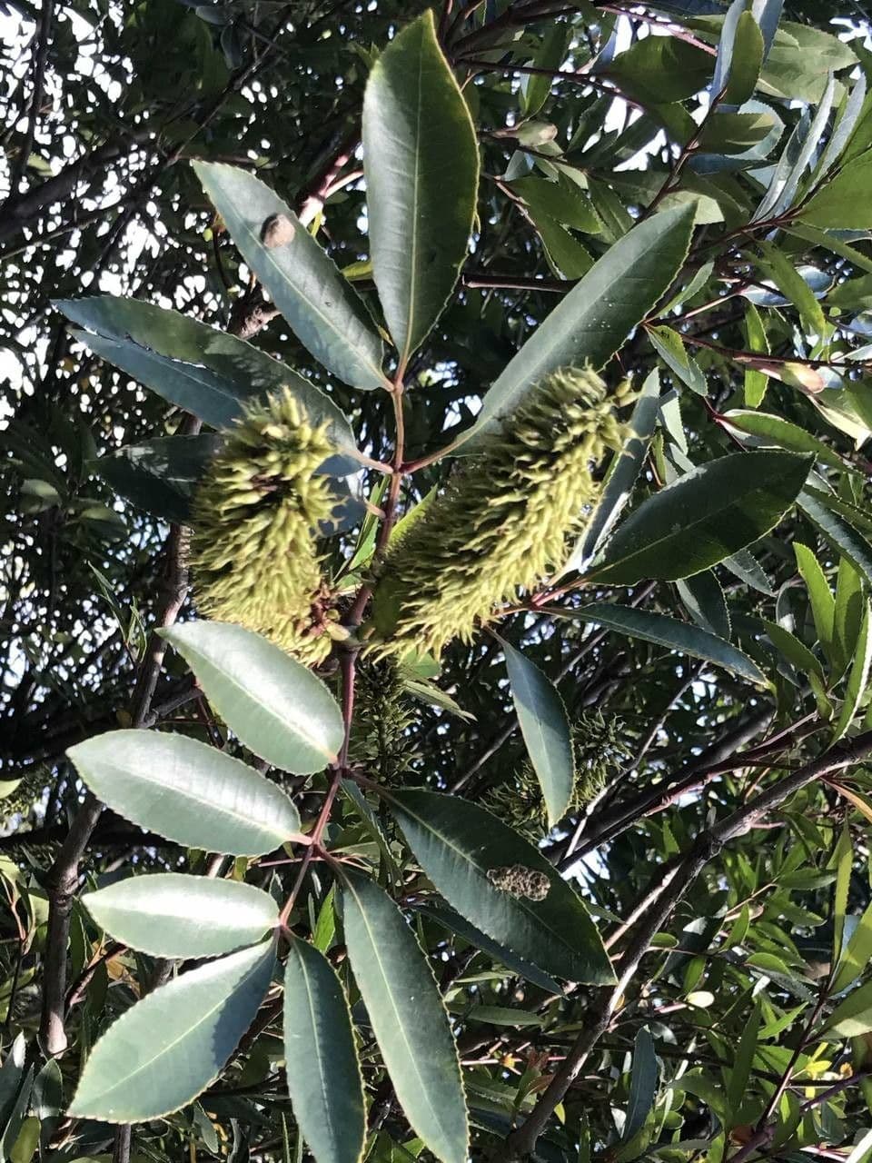 Butterlöffelbaum 10