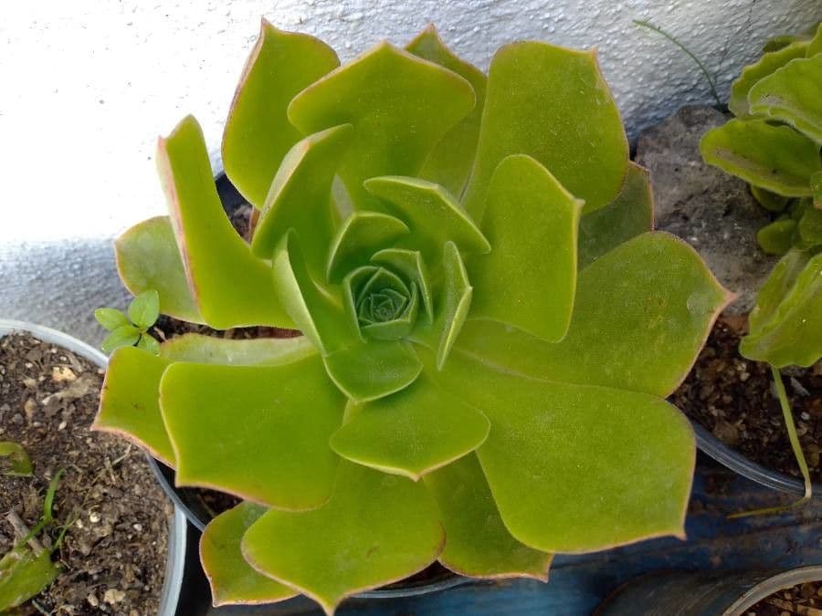 Aeonium 15