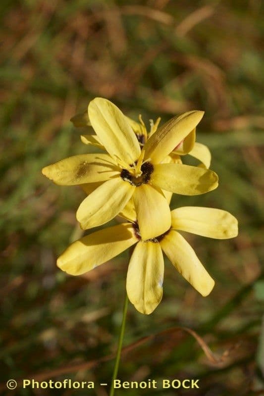 Ixia 3