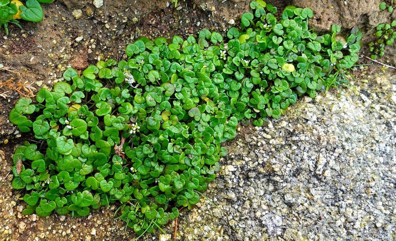 Coclearia danese 11