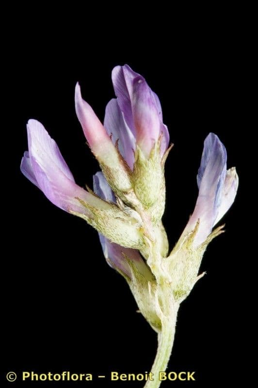 Astragalus