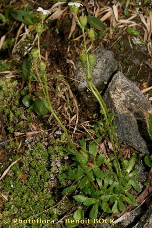 Steinbrech 6