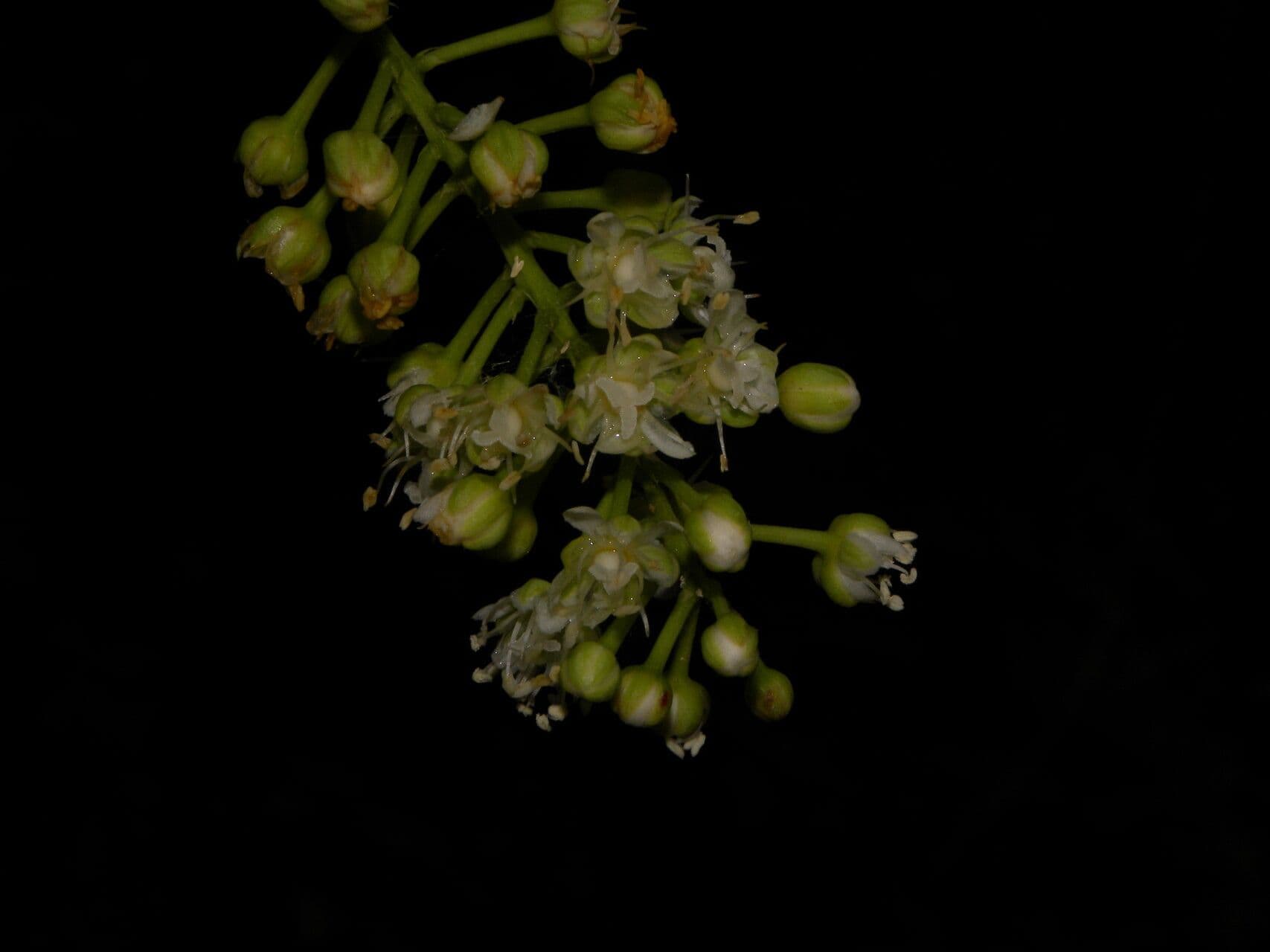 Stegnosperma 3