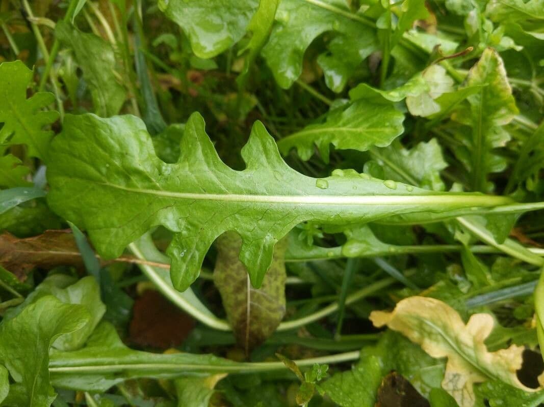 Calepina irregular 16