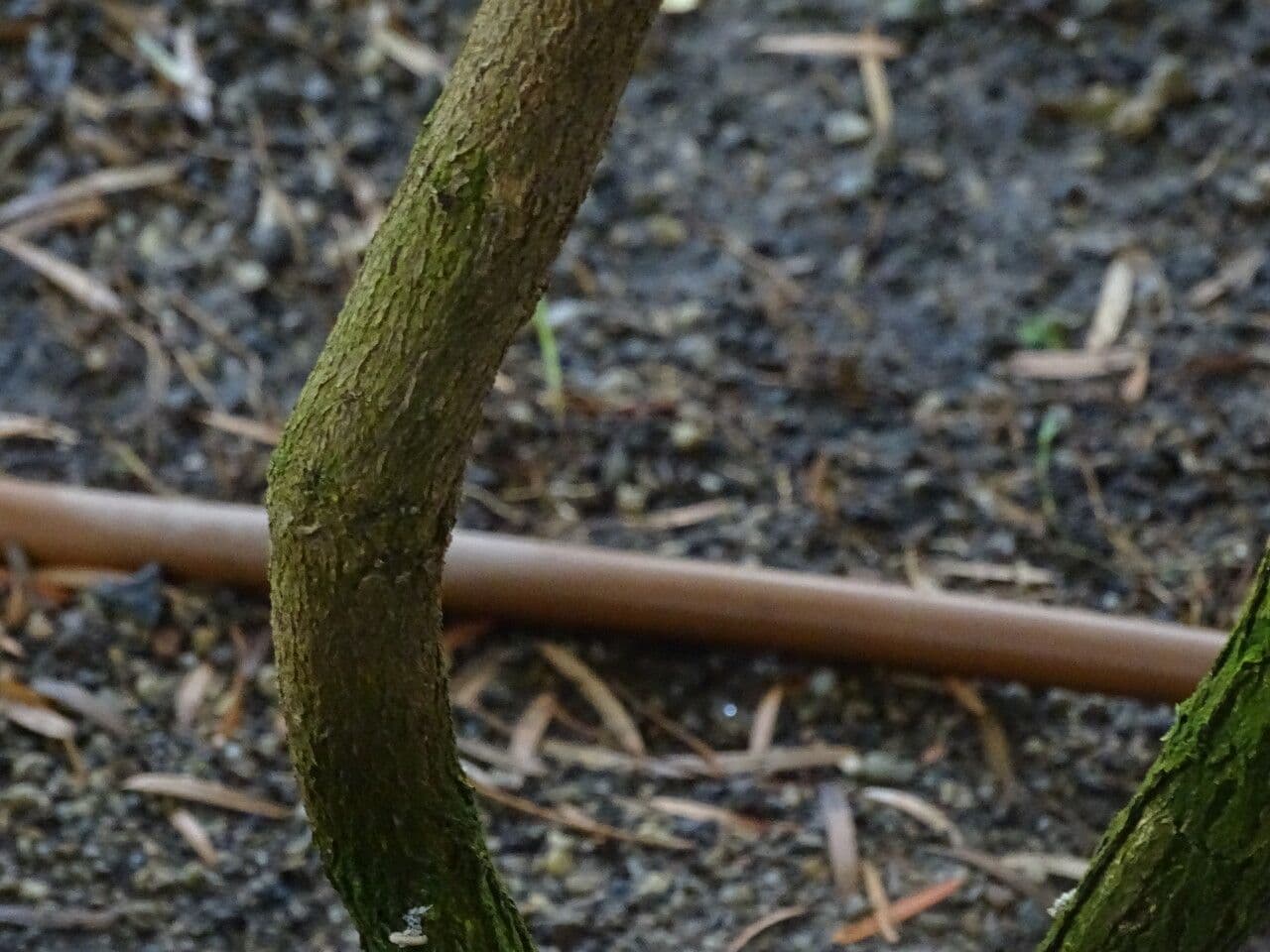 Buschmannspfeil 18