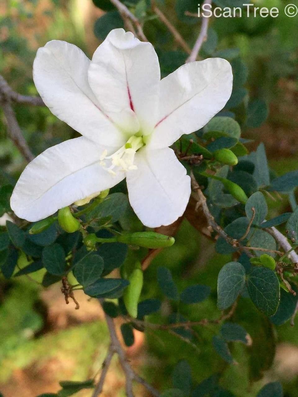 Bauhinia 6