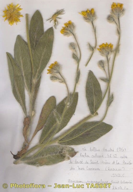 Hieracium 5