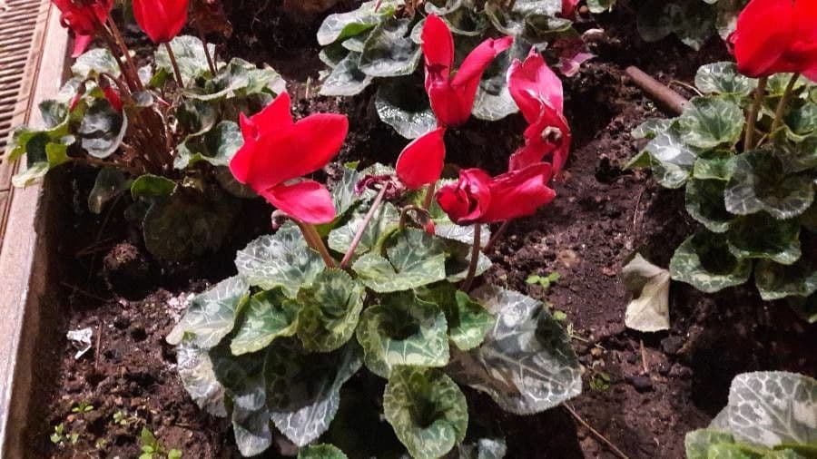 Ciclamino primaverile 9