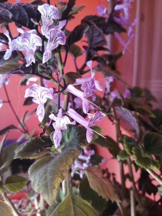 Plectranthus 20