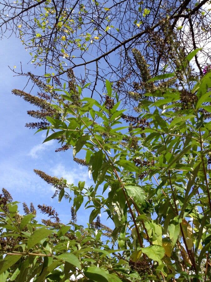 Buddleja di David 15