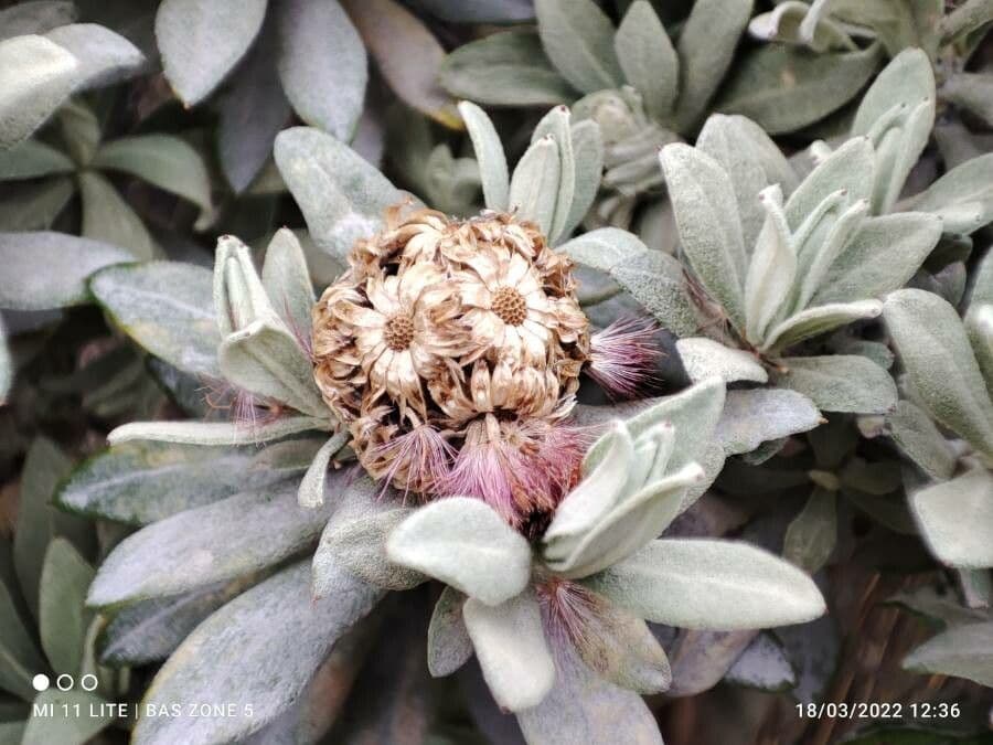Linochilus 6
