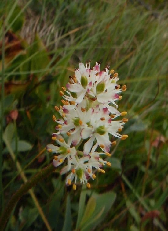 Asperula lepivá 3