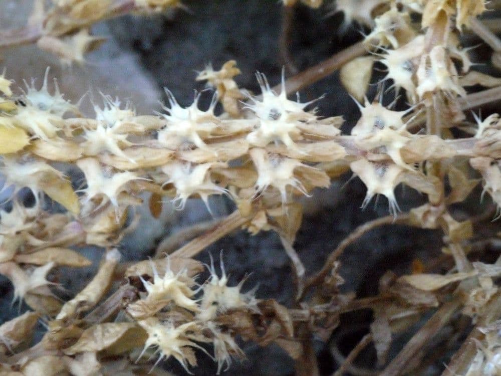 Valantia hispida 27